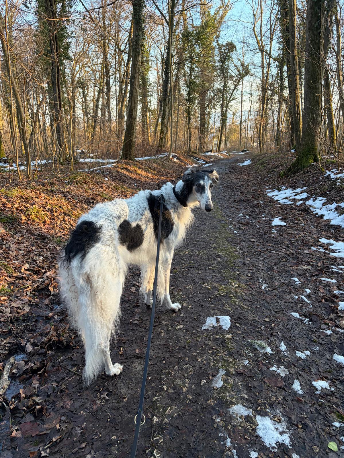 Barsoi-Hündin: Daria